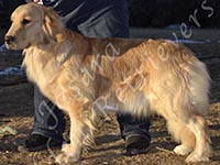 Jasara Golden Retrievers Luna