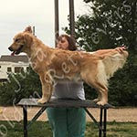 Jasara Golden Retrievers Luna