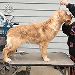 Jasara Golden Retrievers Luna