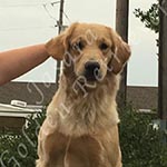 Jasara Golden Retrievers Luna