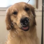 Jasara Golden Retrievers Luna