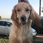 Jasara Golden Retrievers Luna
