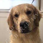 Jasara Golden Retrievers Luna