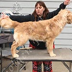 Jasara Golden Retrievers Luna