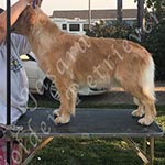 Jasara Golden Retrievers Luna