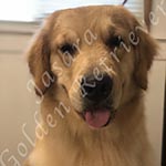 Jasara Golden Retrievers Luna