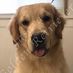 Jasara Golden Retrievers Luna
