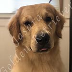 Jasara Golden Retrievers Luna