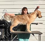 Jasara Golden Retrievers Luna