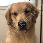 Jasara Golden Retrievers Luna