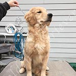Jasara Golden Retrievers Luna