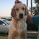 Jasara Golden Retrievers Luna