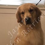 Jasara Golden Retrievers Luna