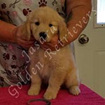 Jasara Golden Retrievers Luna