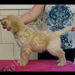 Jasara Golden Retrievers Luna