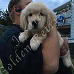 Jasara Golden Retrievers Luna