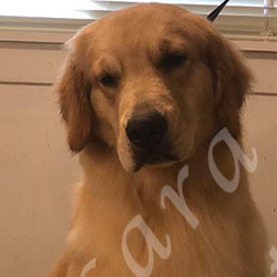 jasara golden retrievers luna
