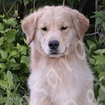 Jasara Golden Retrievers marilyn