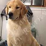 Jasara Golden Retrievers marilyn