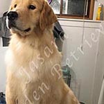 Jasara Golden Retrievers marilyn