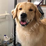 Jasara Golden Retrievers marilyn