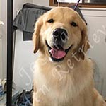 Jasara Golden Retrievers marilyn