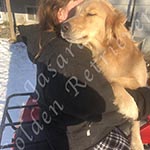 Jasara Golden Retrievers marilyn