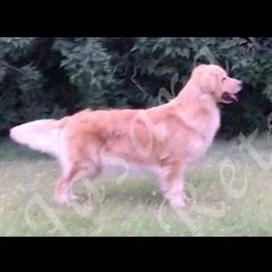 Jasara Golden Retrievers marilyn