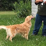 Jasara Golden Retrievers marilyn