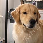 Jasara Golden Retrievers marilyn