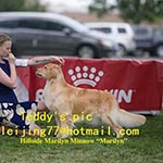 Jasara Golden Retrievers marilyn