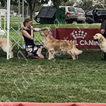 Jasara Golden Retrievers marilyn