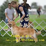 Jasara Golden Retrievers marilyn
