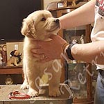 Jasara Golden Retrievers marilyn
