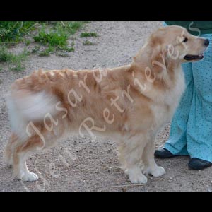 Jasara Golden Retrievers marilyn
