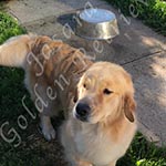Jasara Golden Retrievers marilyn