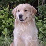 Jasara Golden Retrievers marilyn