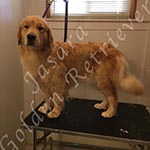 Jasara Golden Retrievers marilyn