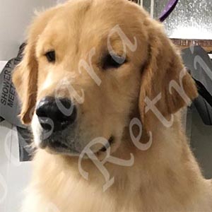 jasara golden retrievers marilyn