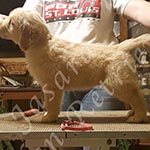 Jasara Golden Retrievers marilyn