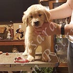 Jasara Golden Retrievers marilyn