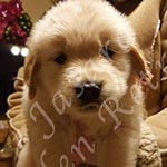 Jasara Golden Retrievers marilyn