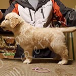 Jasara Golden Retrievers marilyn