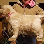 Jasara Golden Retrievers marilyn