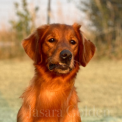 Jasara Golden Retrievers sugar
