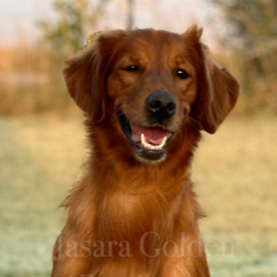 Jasara Golden Retrievers sugar