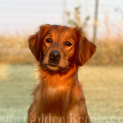 Jasara Golden Retrievers sugar