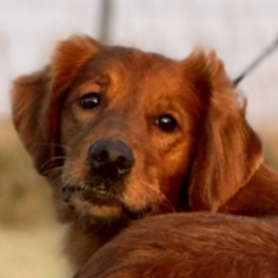 Jasara Golden Retrievers sugar