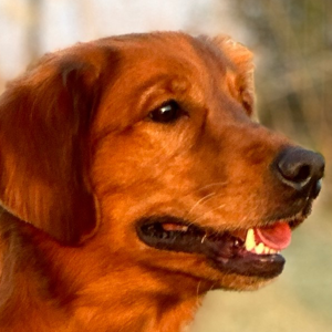 Jasara Golden Retrievers sugar