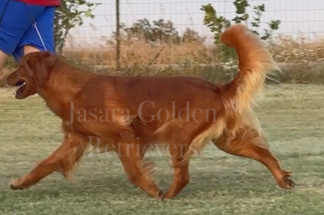 Jasara Golden Retrievers sugar